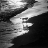 Dog on beach BW